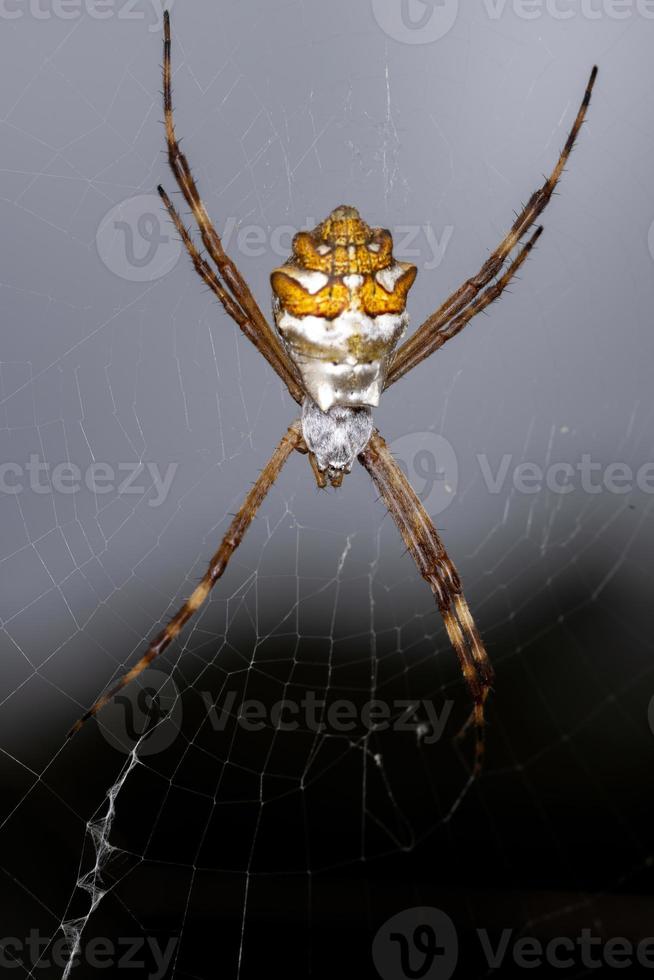 adulto feminino prateado orbweaver de jardim foto