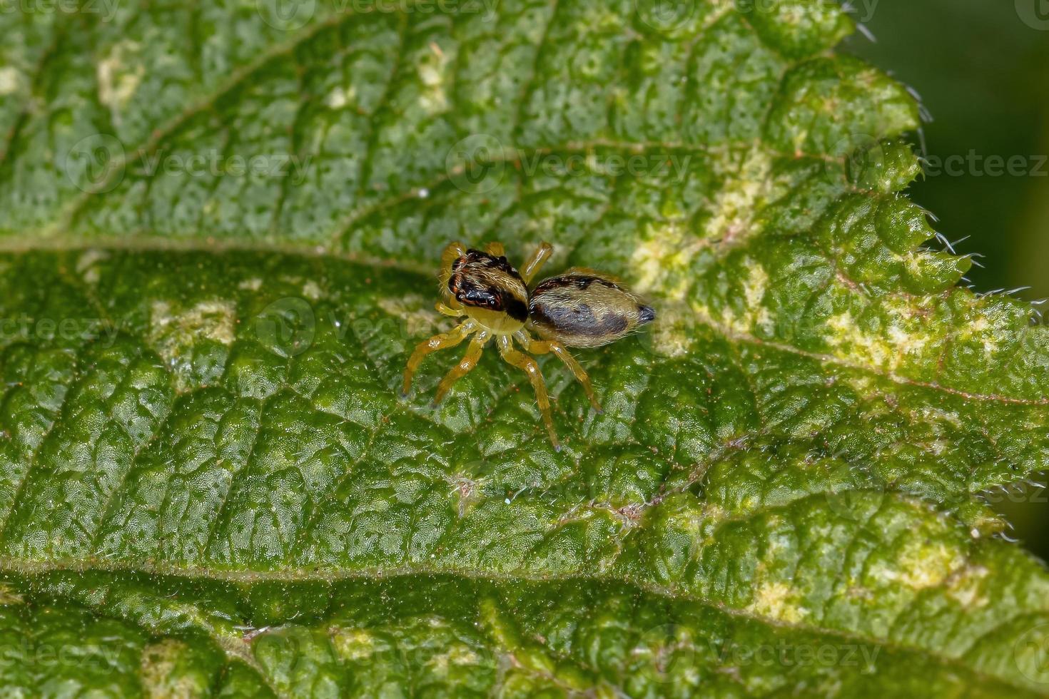 pequena aranha saltadora foto