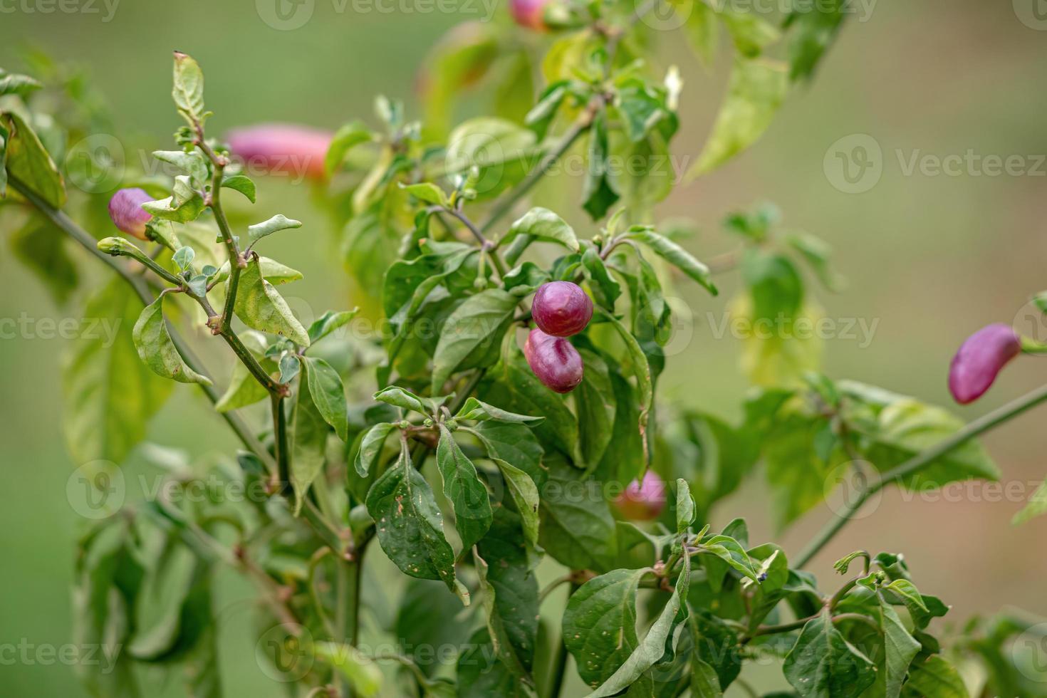 plantas de pimenta com frutas foto