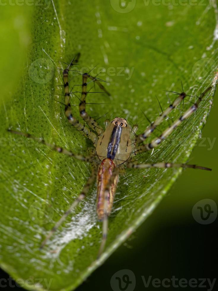 aranha lince adulta foto