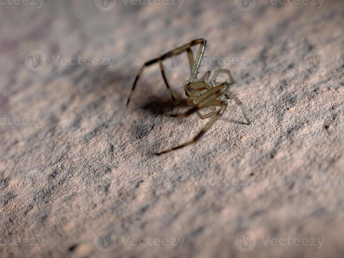 lince-aranha brasileira foto