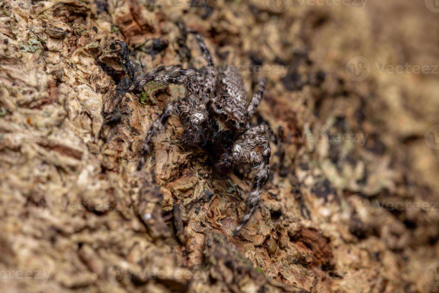 aranha saltadora em um tronco de árvore foto