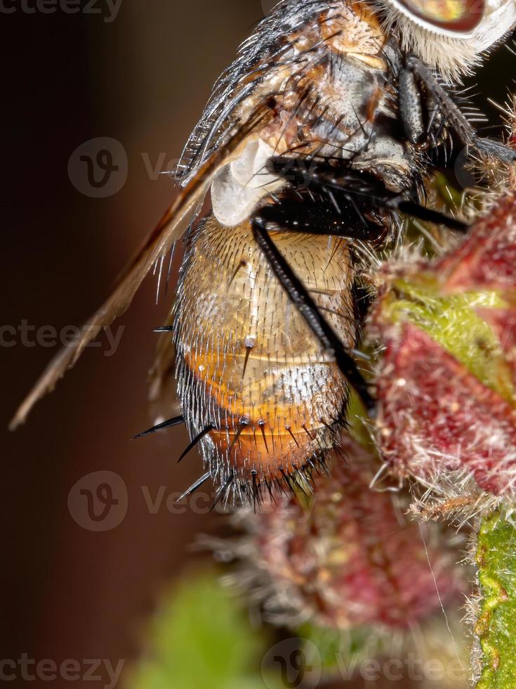 mosca taquinídea brasileira foto