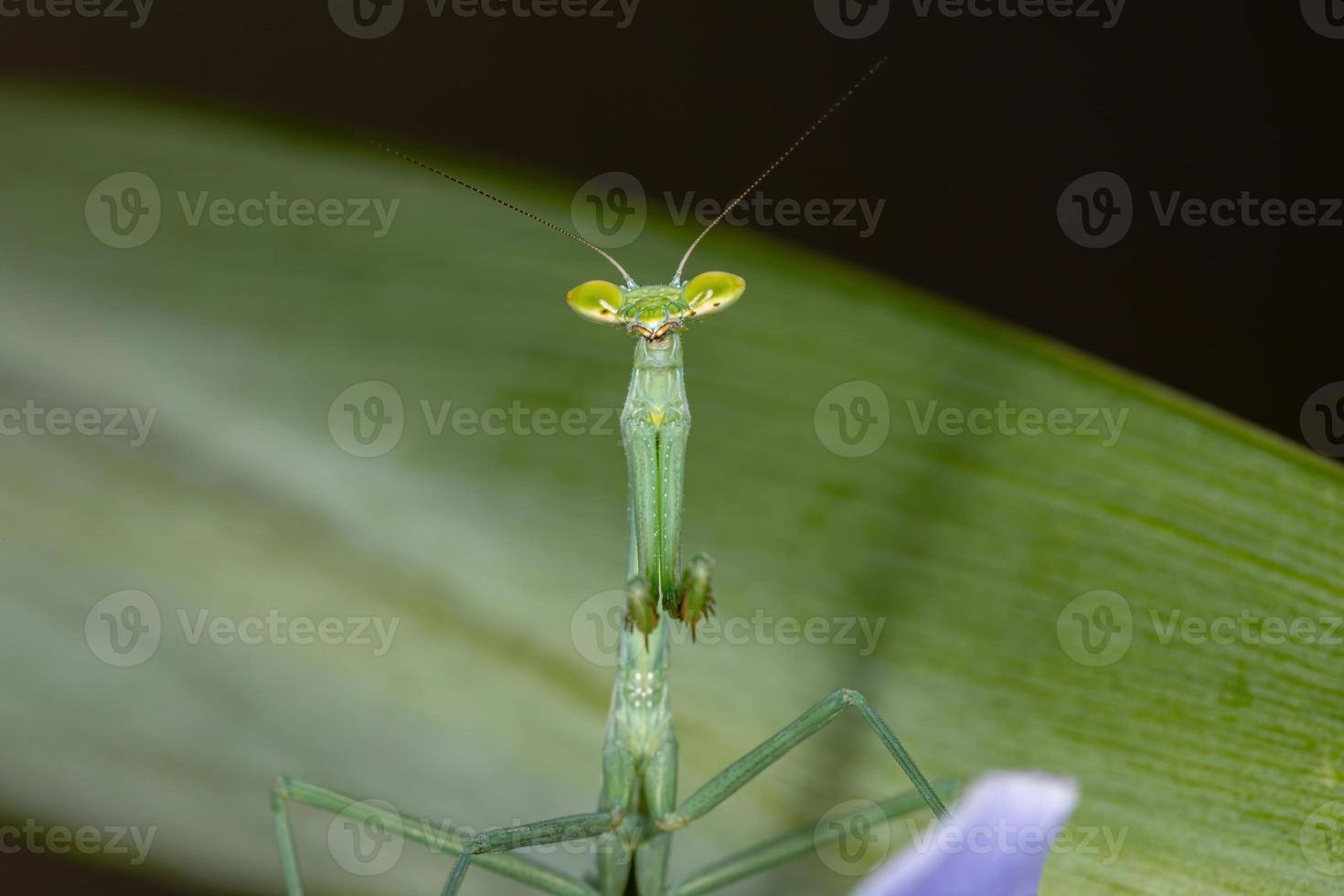 mantídeo verde brasileiro foto