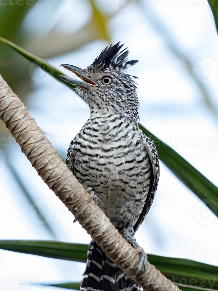 Antshrike macho brasileiro barrado foto