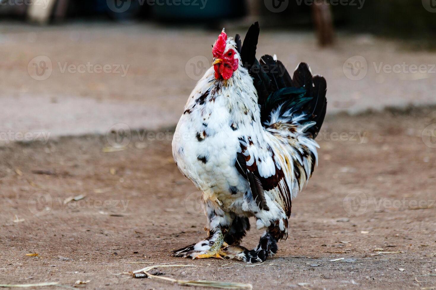 lindo galo com branco e Preto penas foto