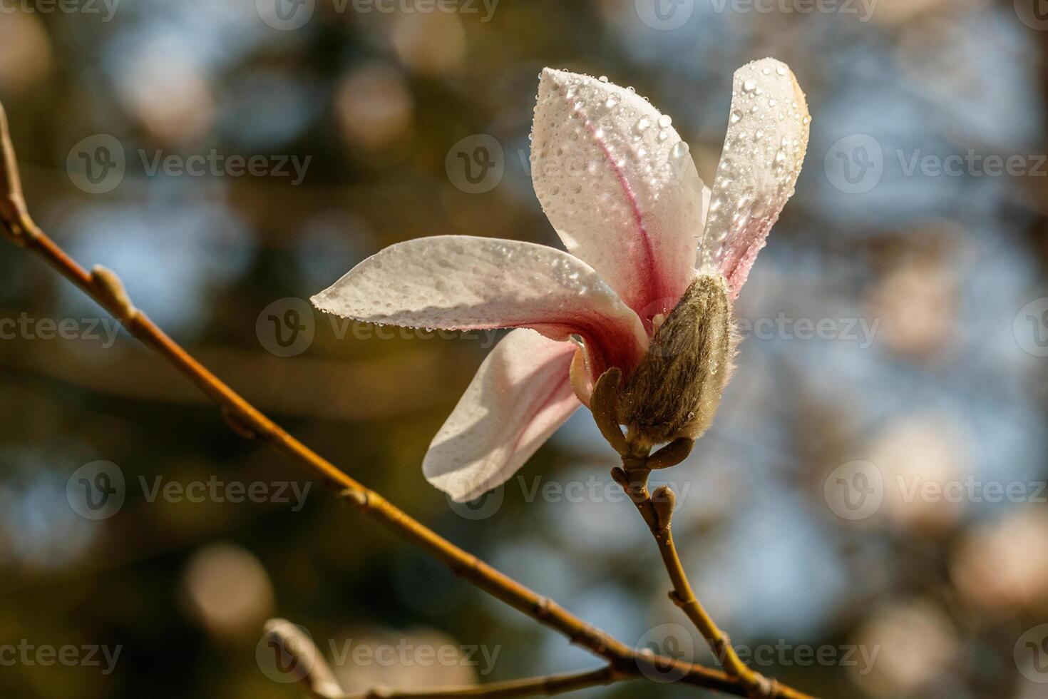 lindo magnólia flores com água gotas foto