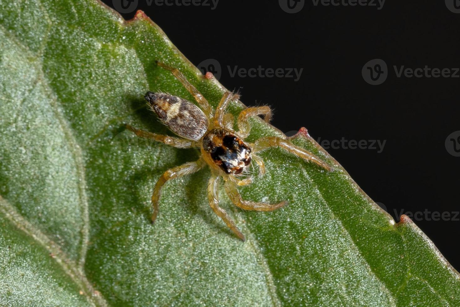 pequena aranha saltadora foto