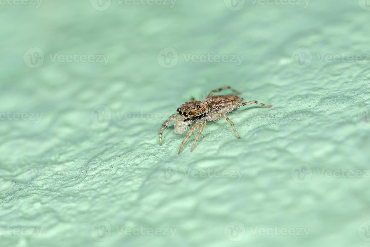 pequena aranha cinza saltadora foto