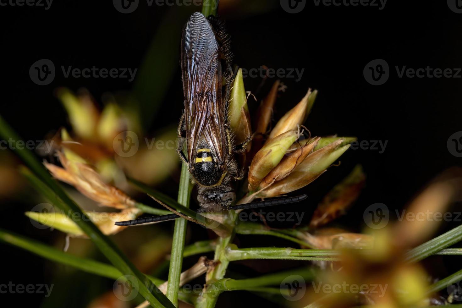 vespa escolóide adulta em uma flor foto