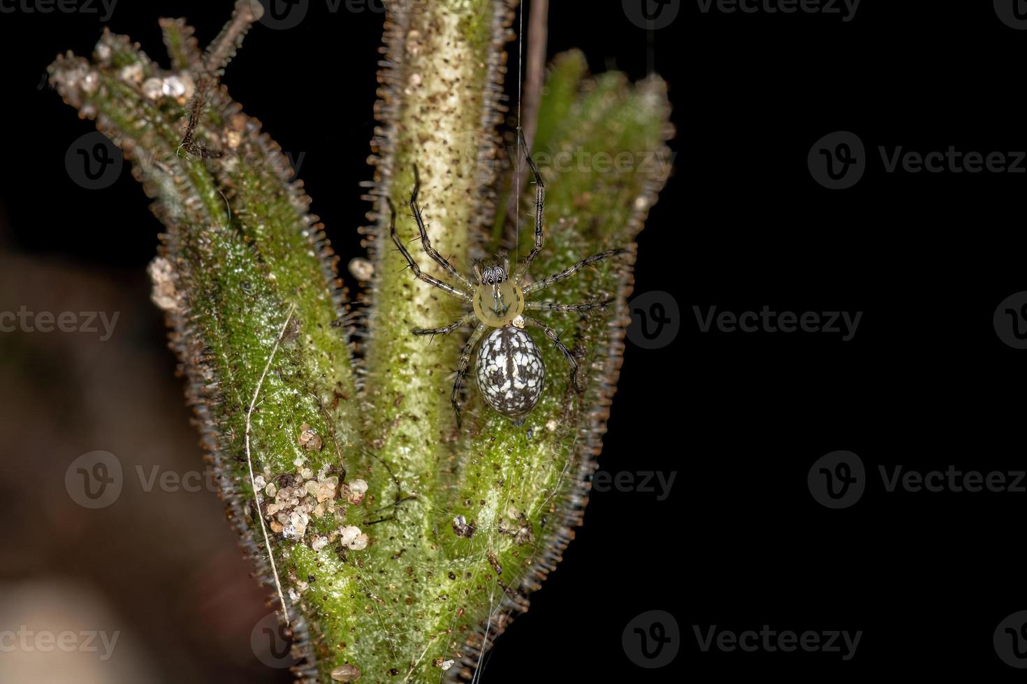 pequena aranha araneóide foto