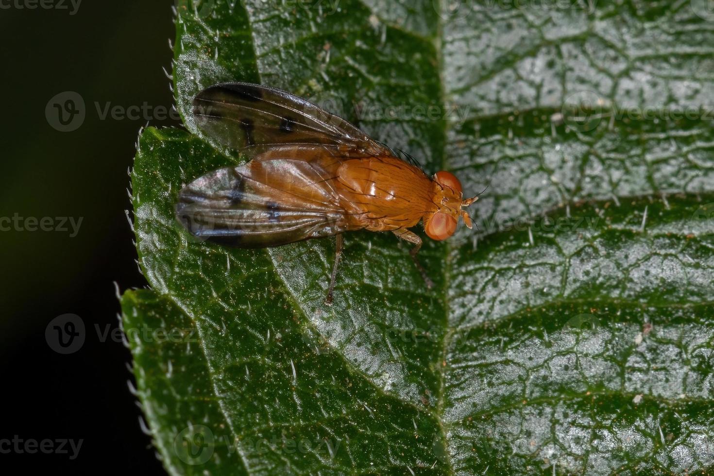 mosca lauxaniida adulta foto