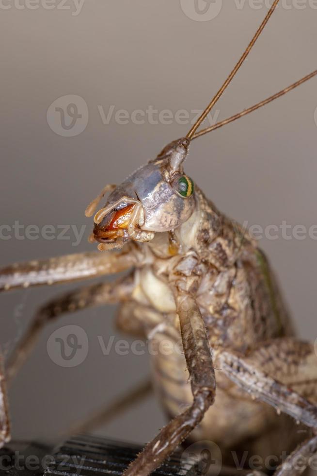 adulto verdadeiro katydid foto