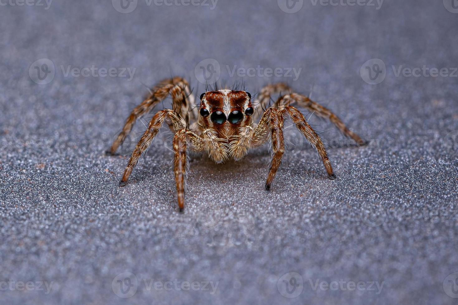 pequena aranha saltadora pantropical foto