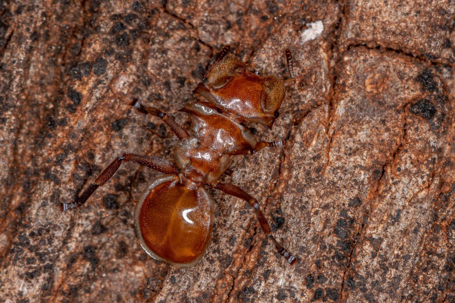 formiga tartaruga amarela adulta foto