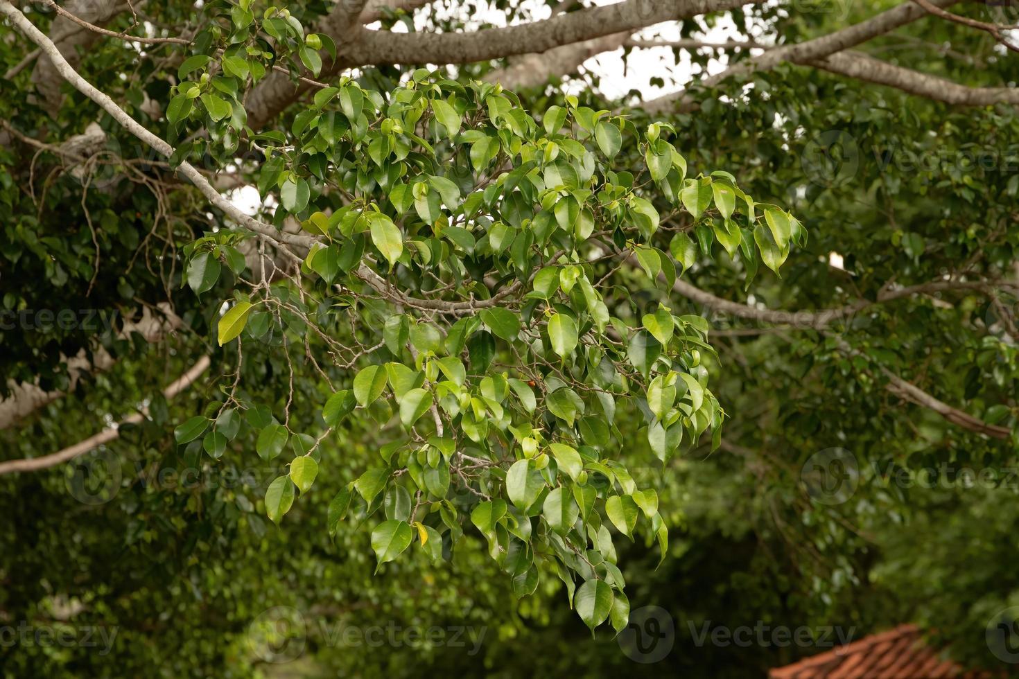 folhagem de figueira chorona foto