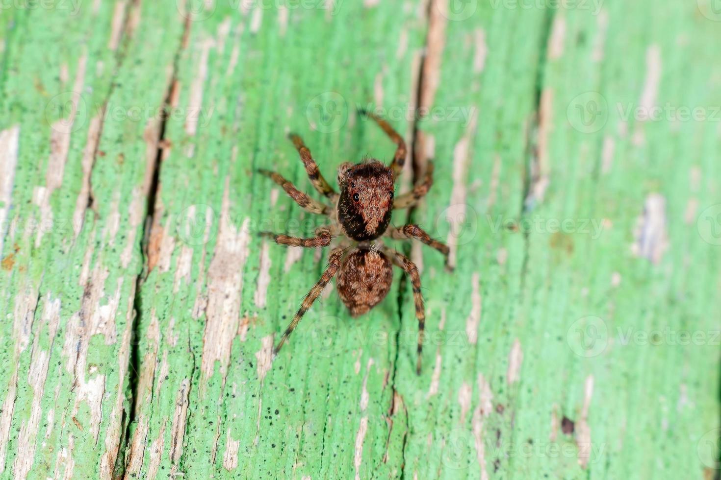 pequena aranha saltadora foto