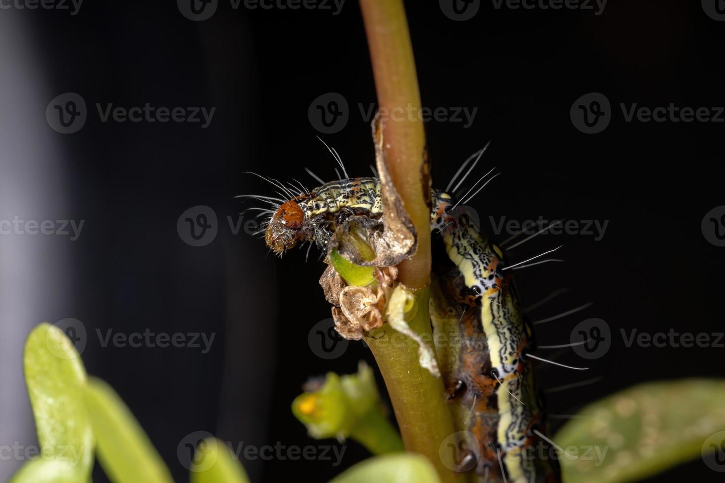 lagarta comendo uma planta comum beldroegas foto