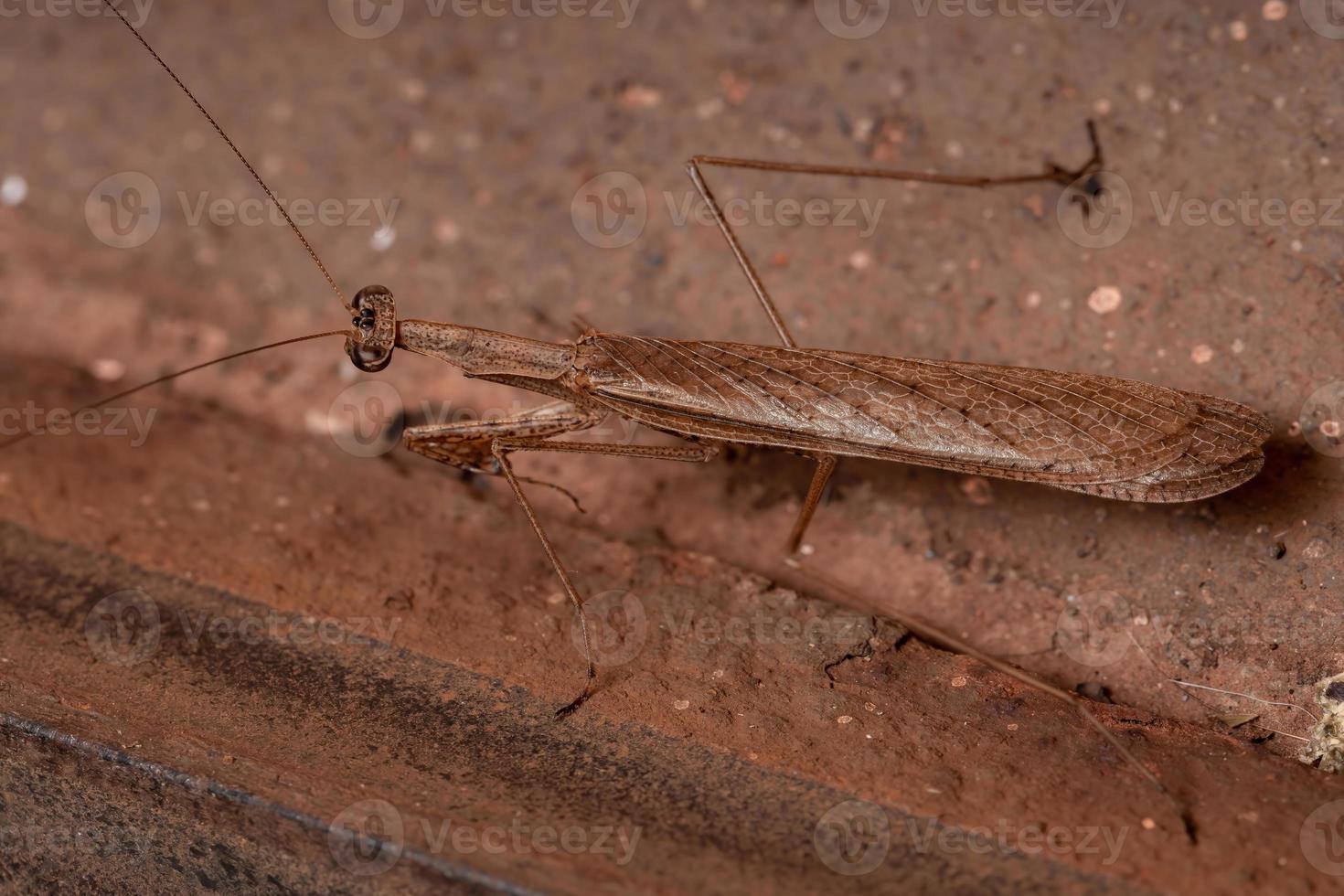 homem adulto thespid mantis foto