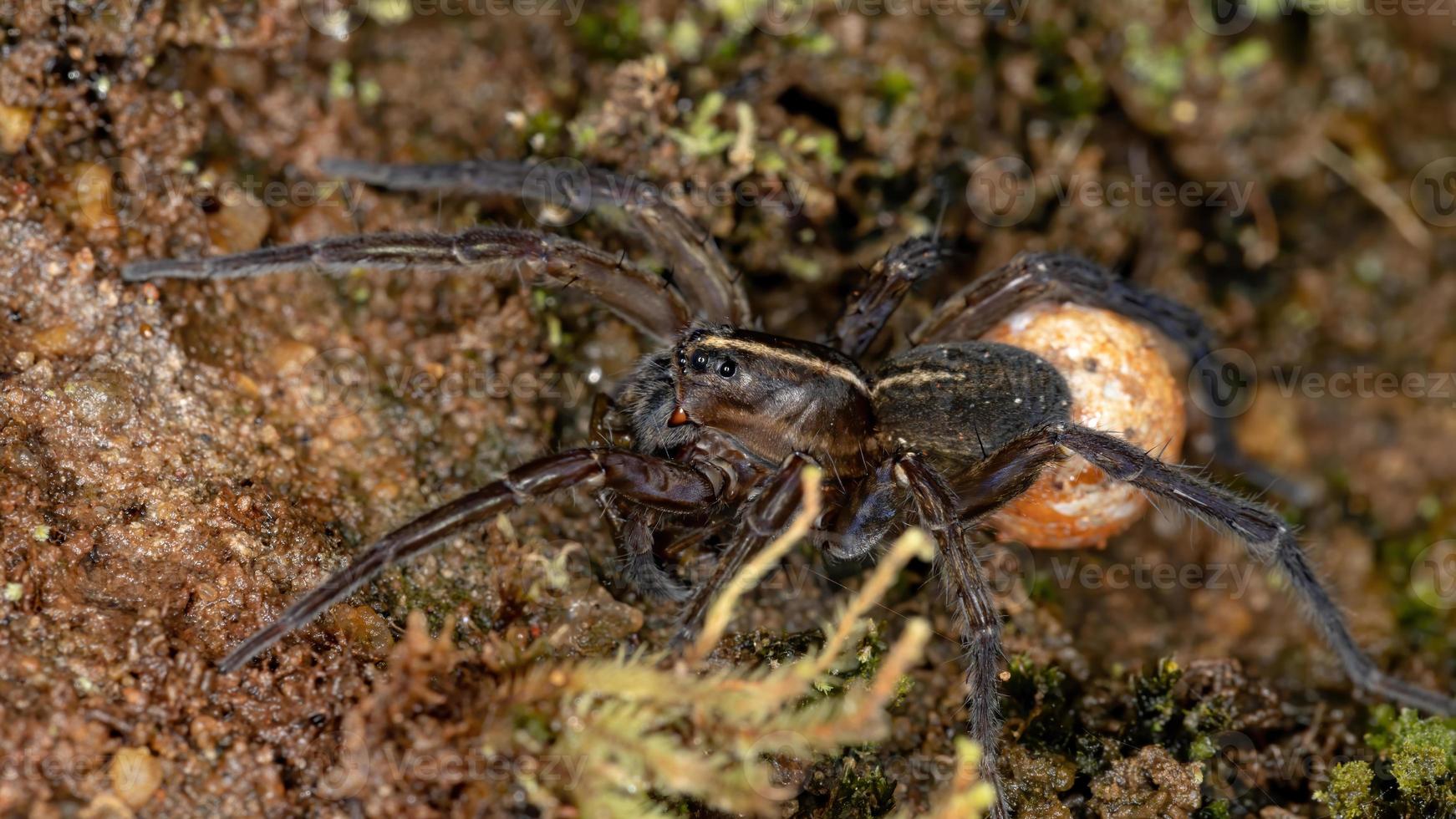 aranha lobo brasileira foto