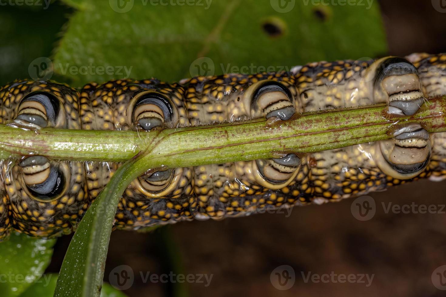 lagarta da mariposa esfinge macroglossina foto