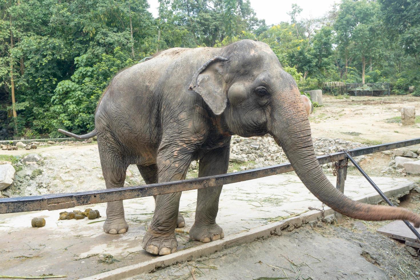 elefante comendo comida no zoológico foto