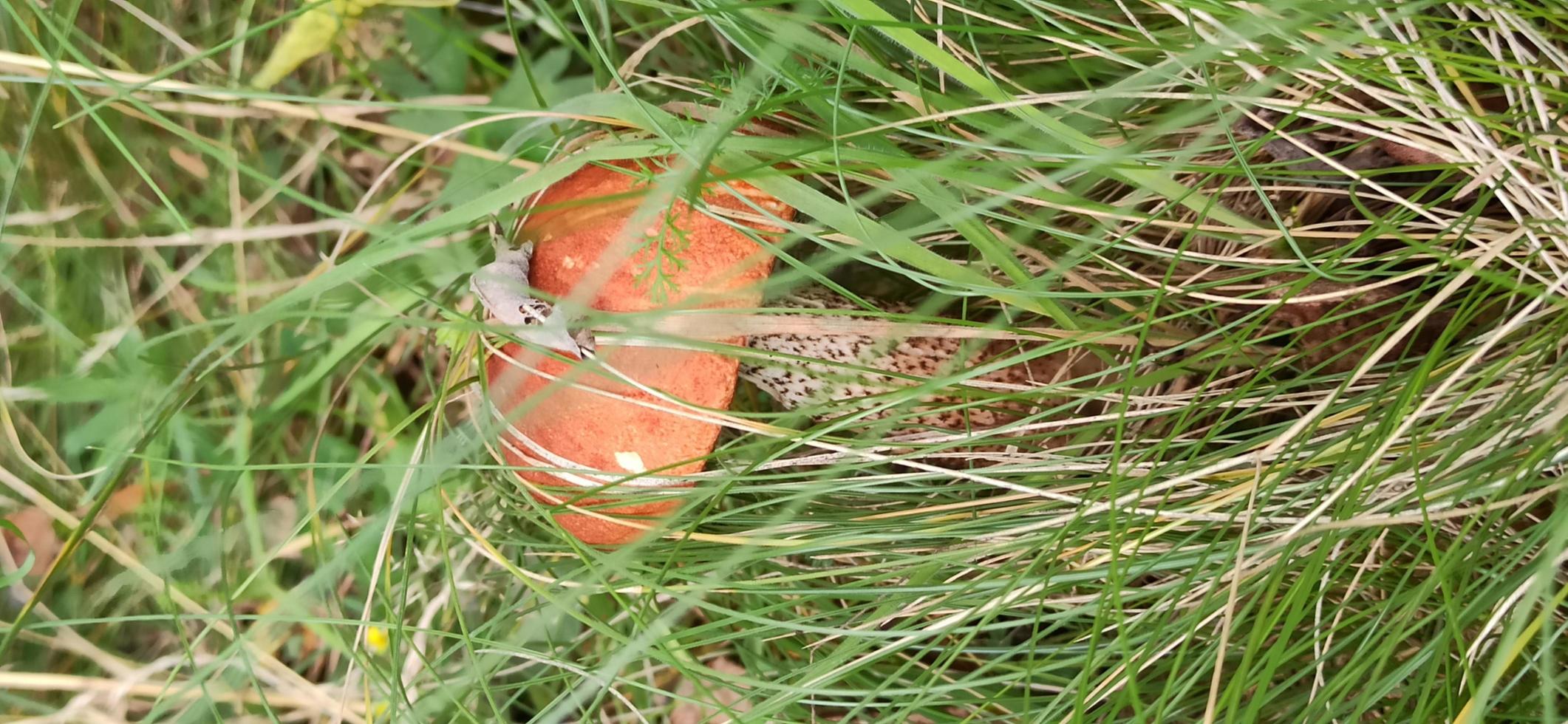 cogumelo na floresta de outono foto