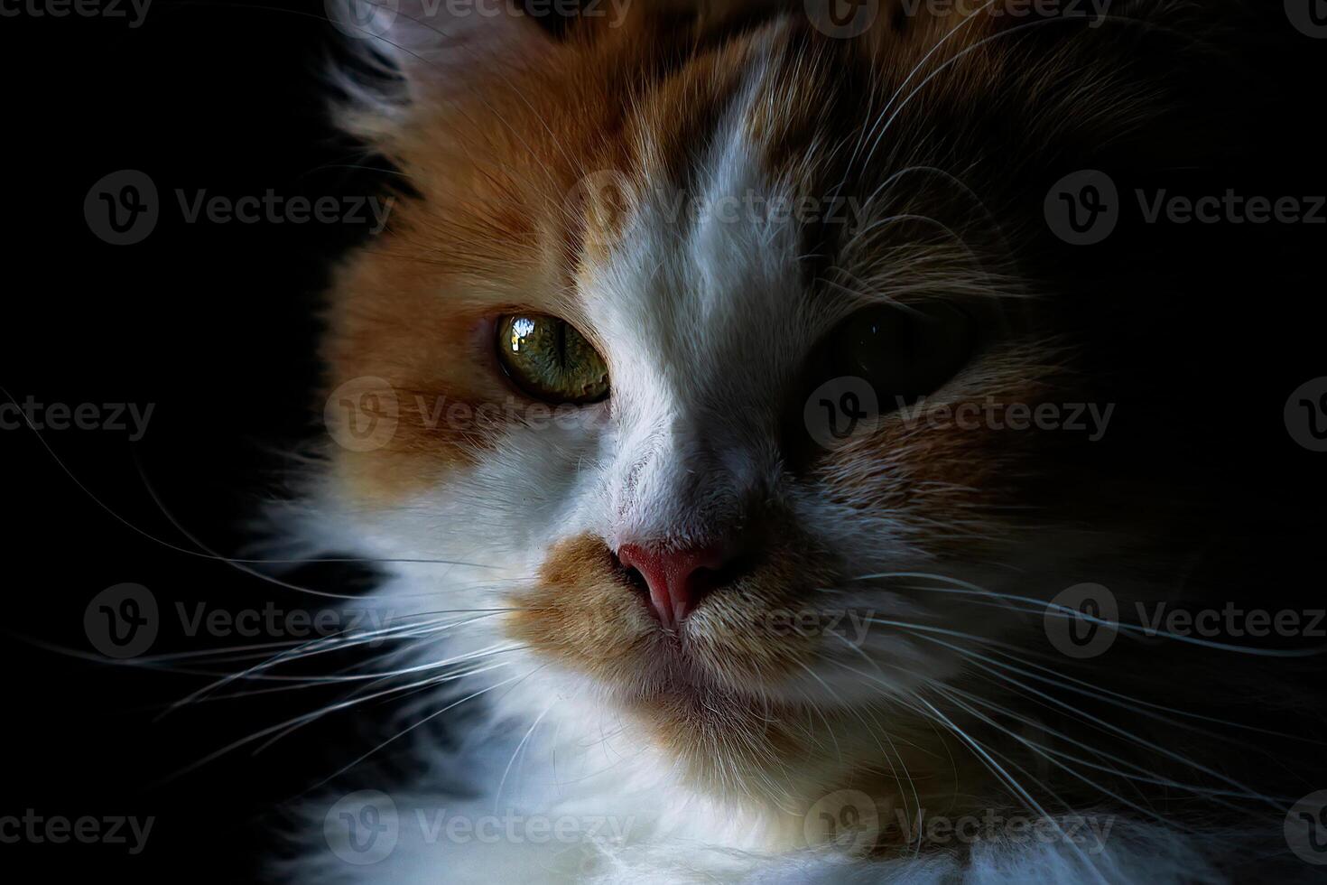 retrato do persa procriar gato felis catus foto