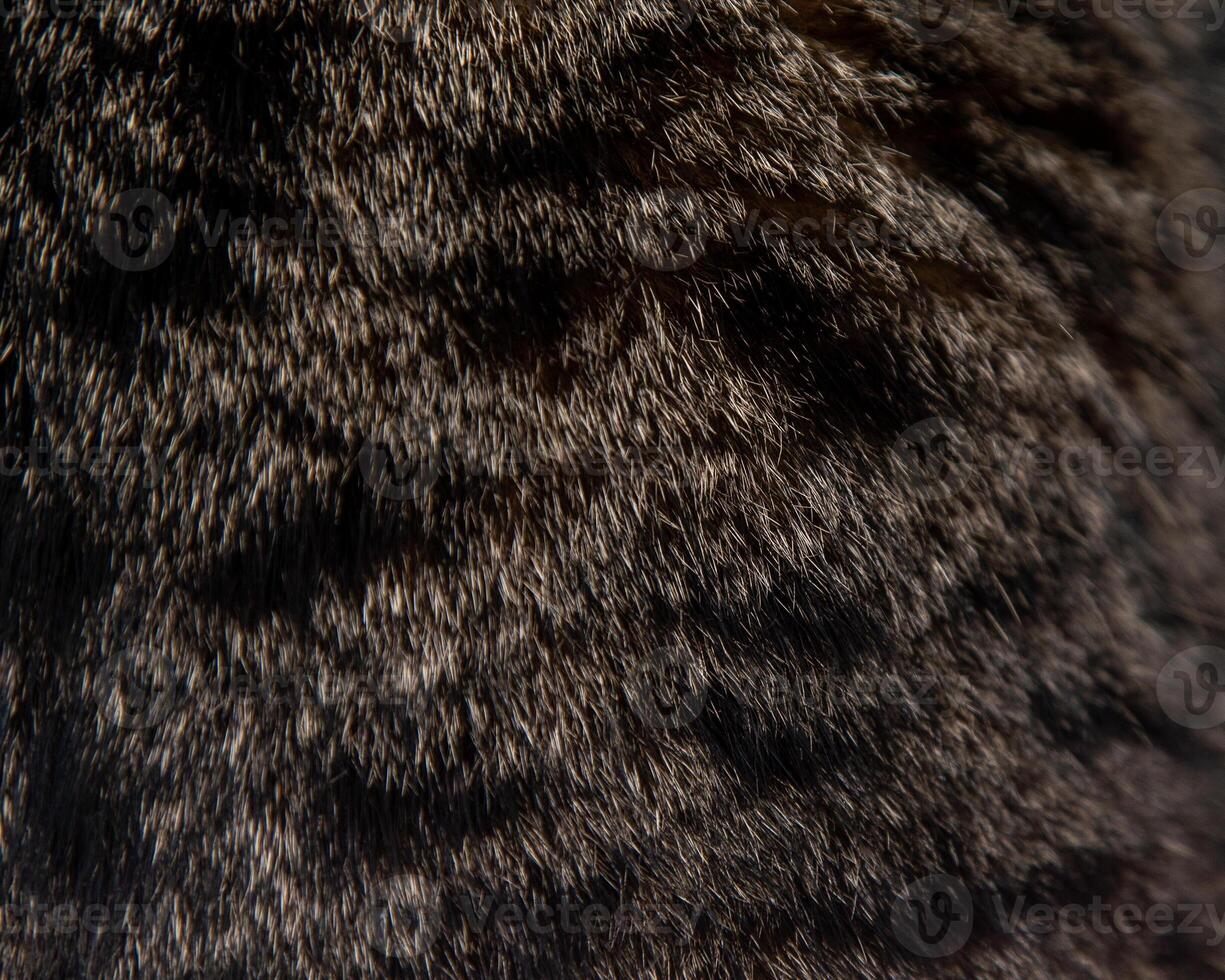 pele do uma cinzento visto gato fundo foto