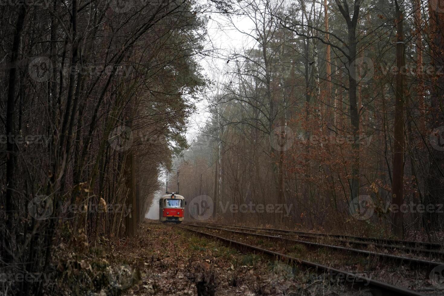 a eléctrico passeios em a trilhos dentro a floresta. nebuloso dia dentro outono. ambientalmente amigáveis cidade transporte. Kyiv, Ucrânia. elétrico eléctrico. névoa. alta navio pinho árvores.. pinho. natureza panorama. carrinho foto