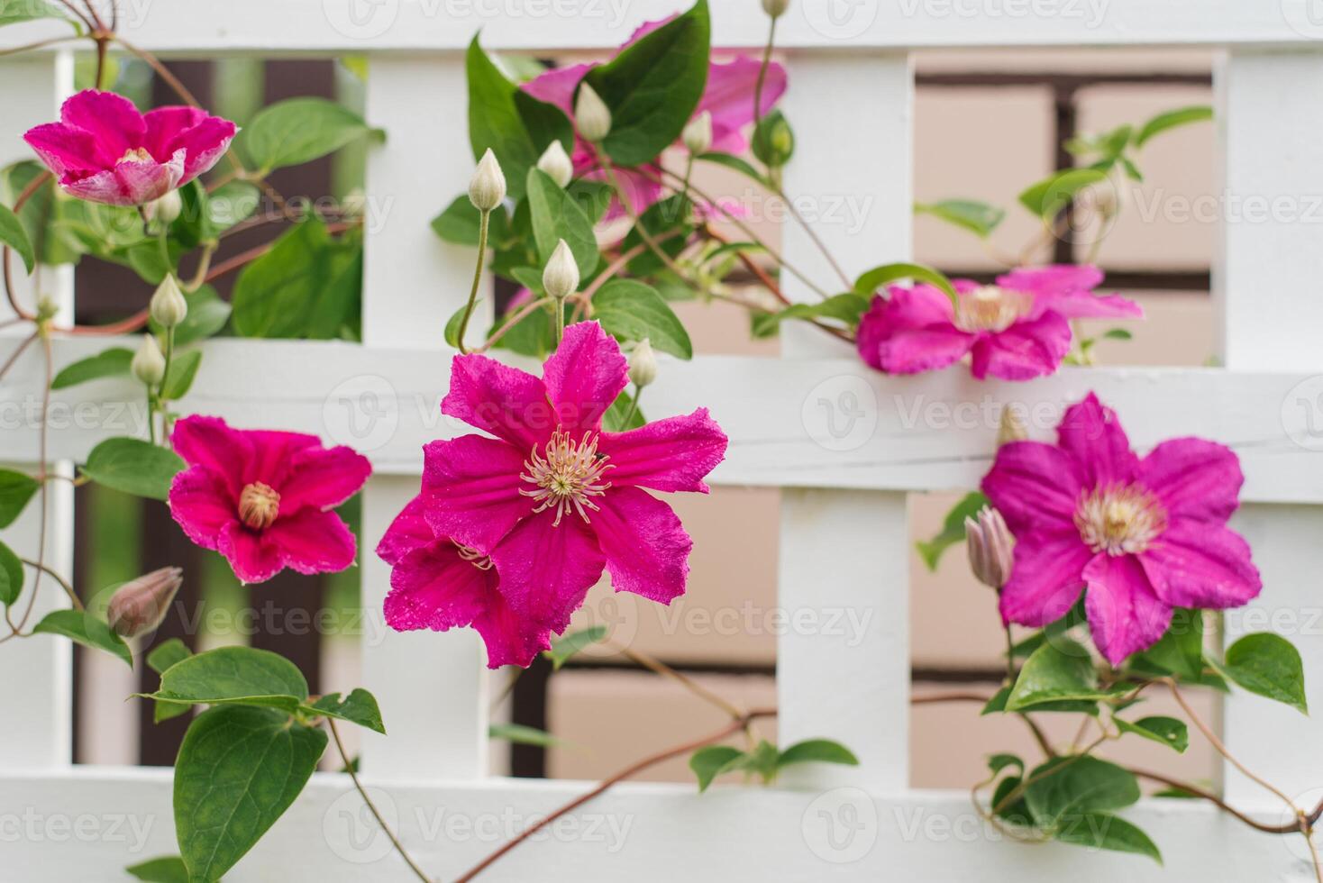 roxa flores do clematis ville de lyon dentro verão dentro a jardim foto