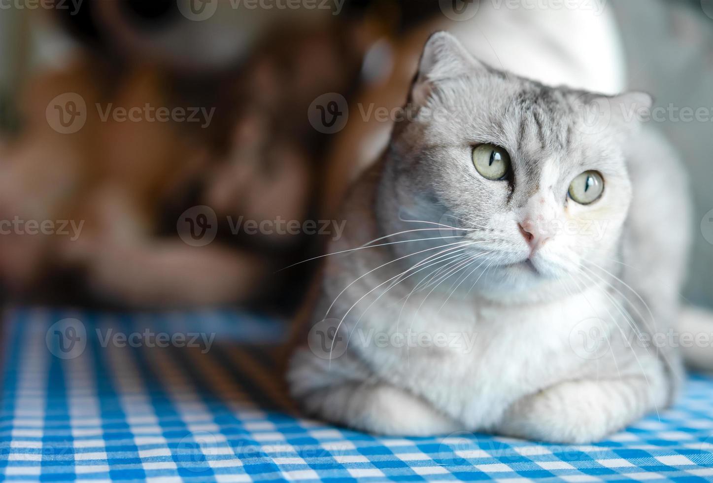 gatinho fofo relaxando em casa. animal de estimação em casa foto