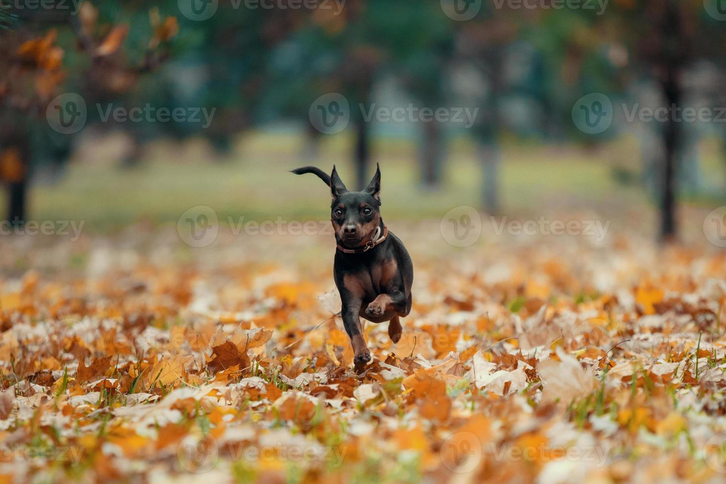 pequeno cão pinscher corre no parque sem pessoas foto