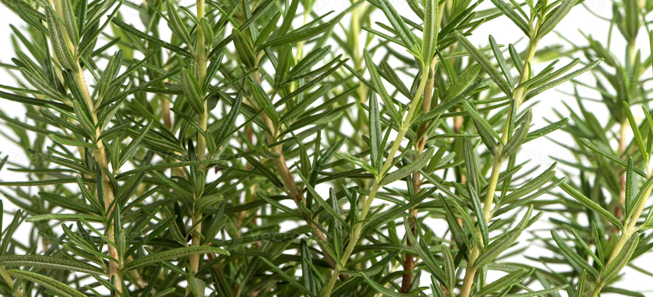 galho de erva de alecrim verde fresco. isolado em fundo branco foto