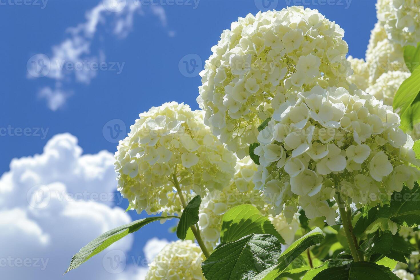 ai gerado branco hortênsia debaixo uma azul e branco nuvens céu foto