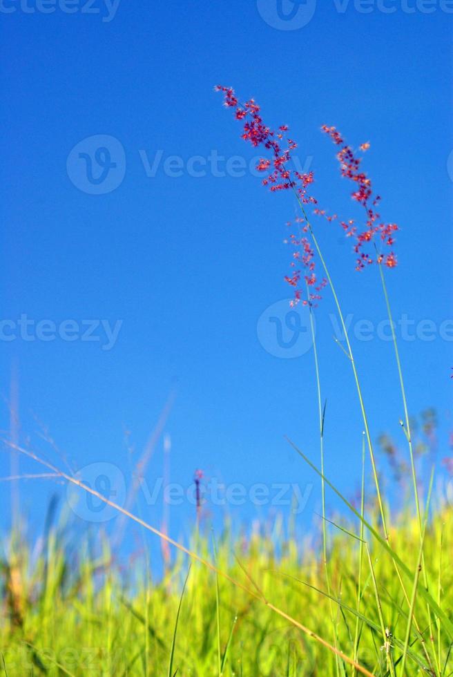 flor da grama rubi natal vermelha no vento e no céu azul foto