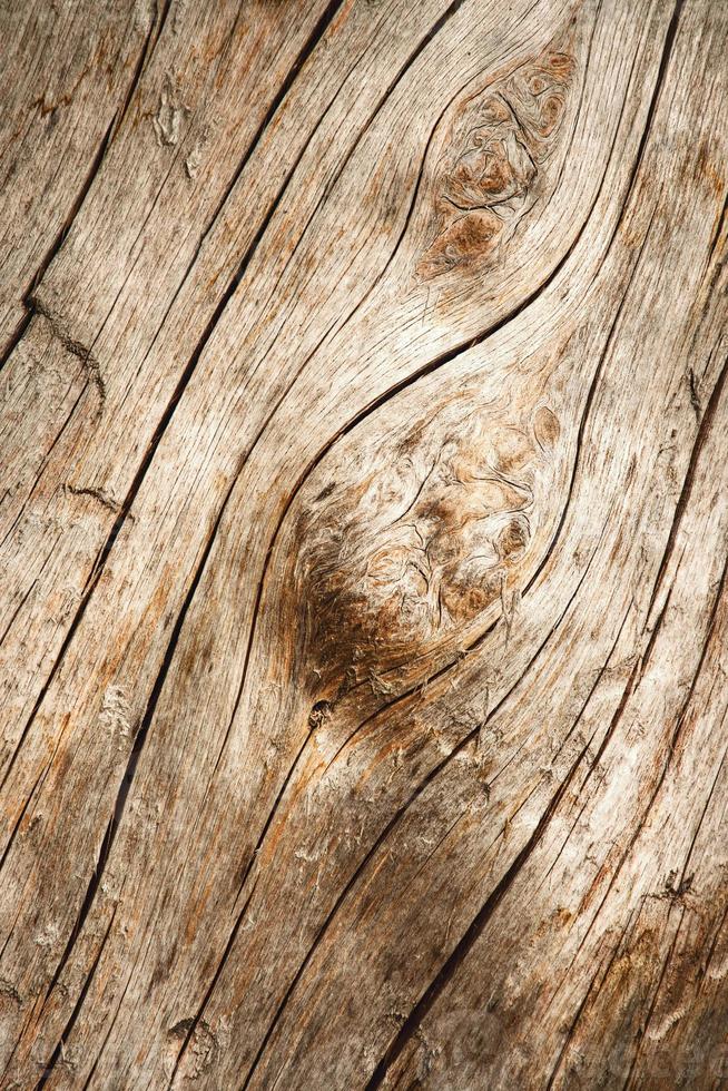 linha de detalhe em madeira sem casca foto