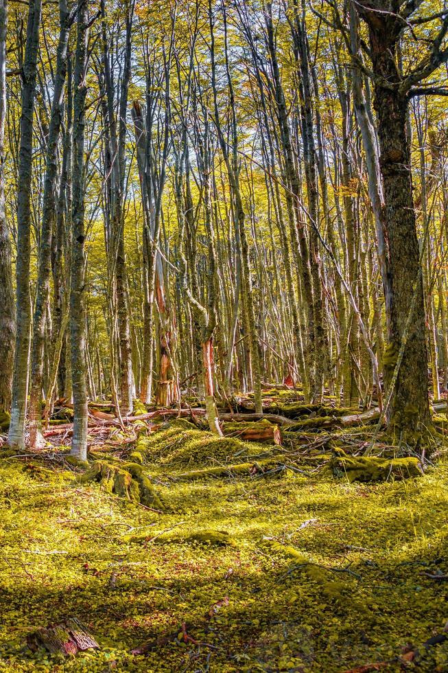 trilha de caminhada nas mágicas florestas subpolares austral de magalhães no parque nacional tierra del fuego, próximo a ushuaia e ao canal beagle, patagônia, argentina foto