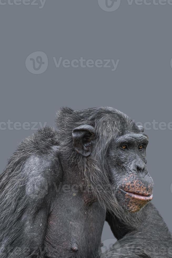 capa com um retrato de closeup de chimpanzé inteligente com espaço de cópia e fundo sólido. conceito de conservação da vida selvagem, biodiversidade e inteligência animal. foto