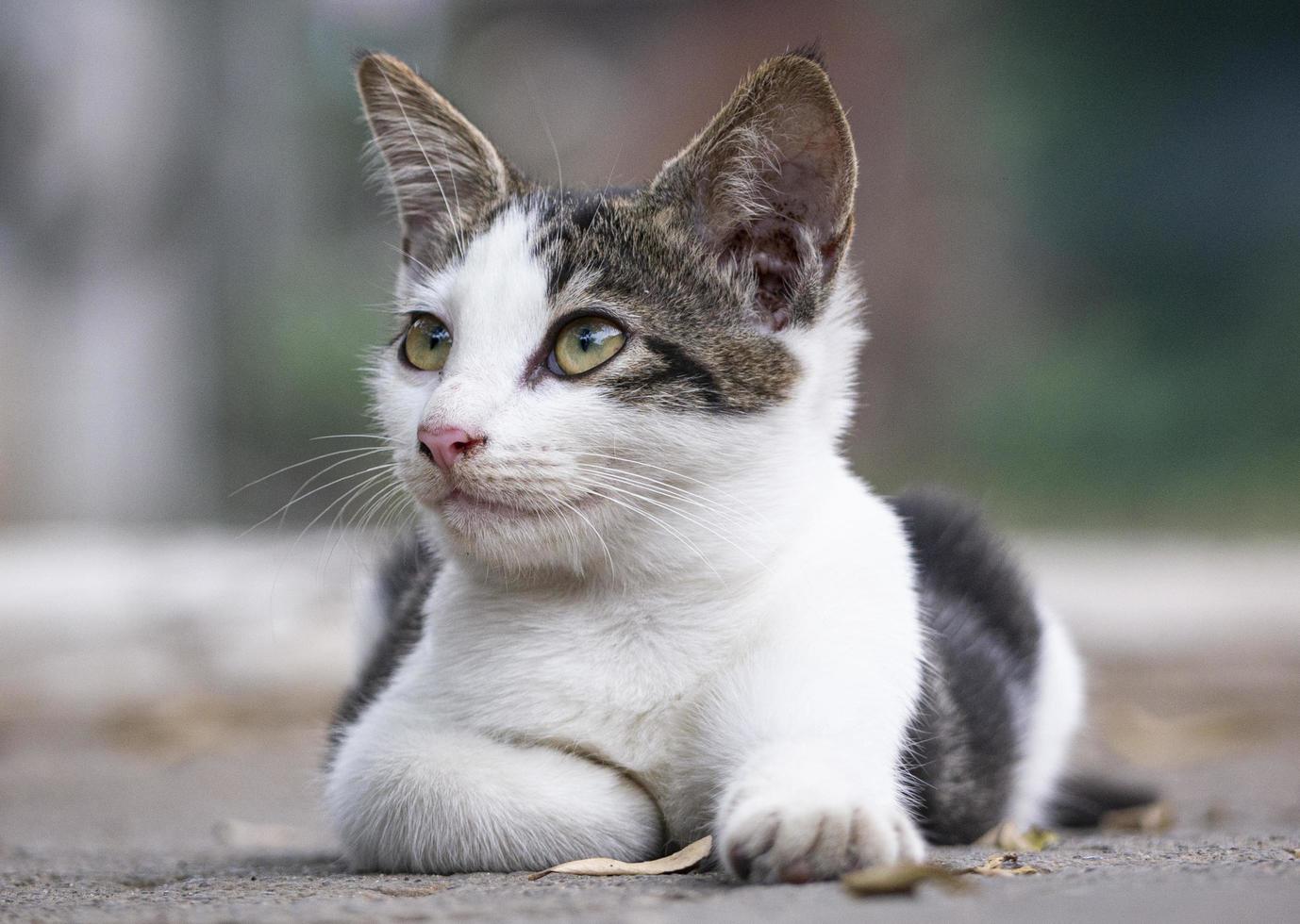 gato fofo branco e cinza foto