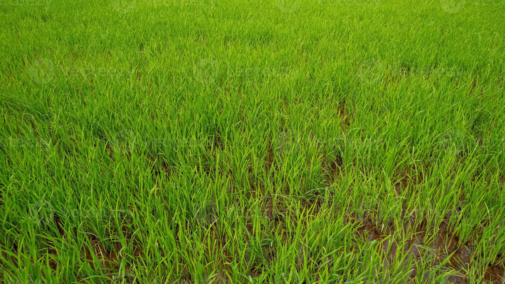 exuberante arroz campo, vibrante arroz crescimento foto