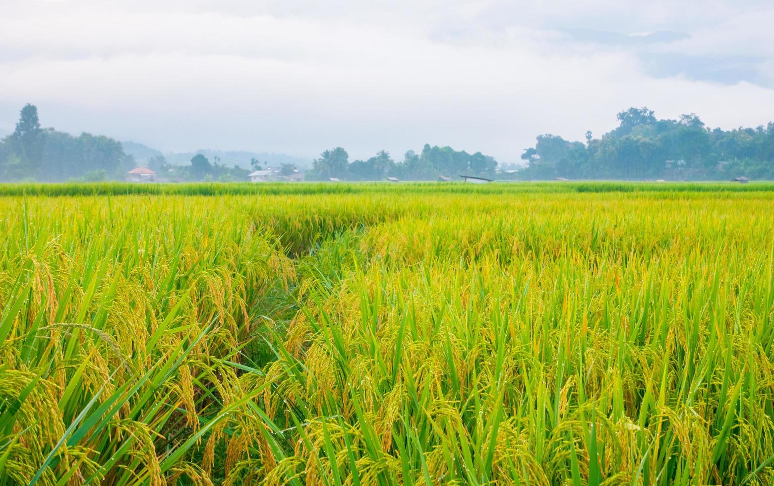 campos verdes de arroz na estação chuvosa e montanhas com belas paisagens naturais foto