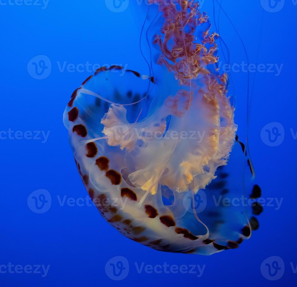 água-viva listrada roxa foto