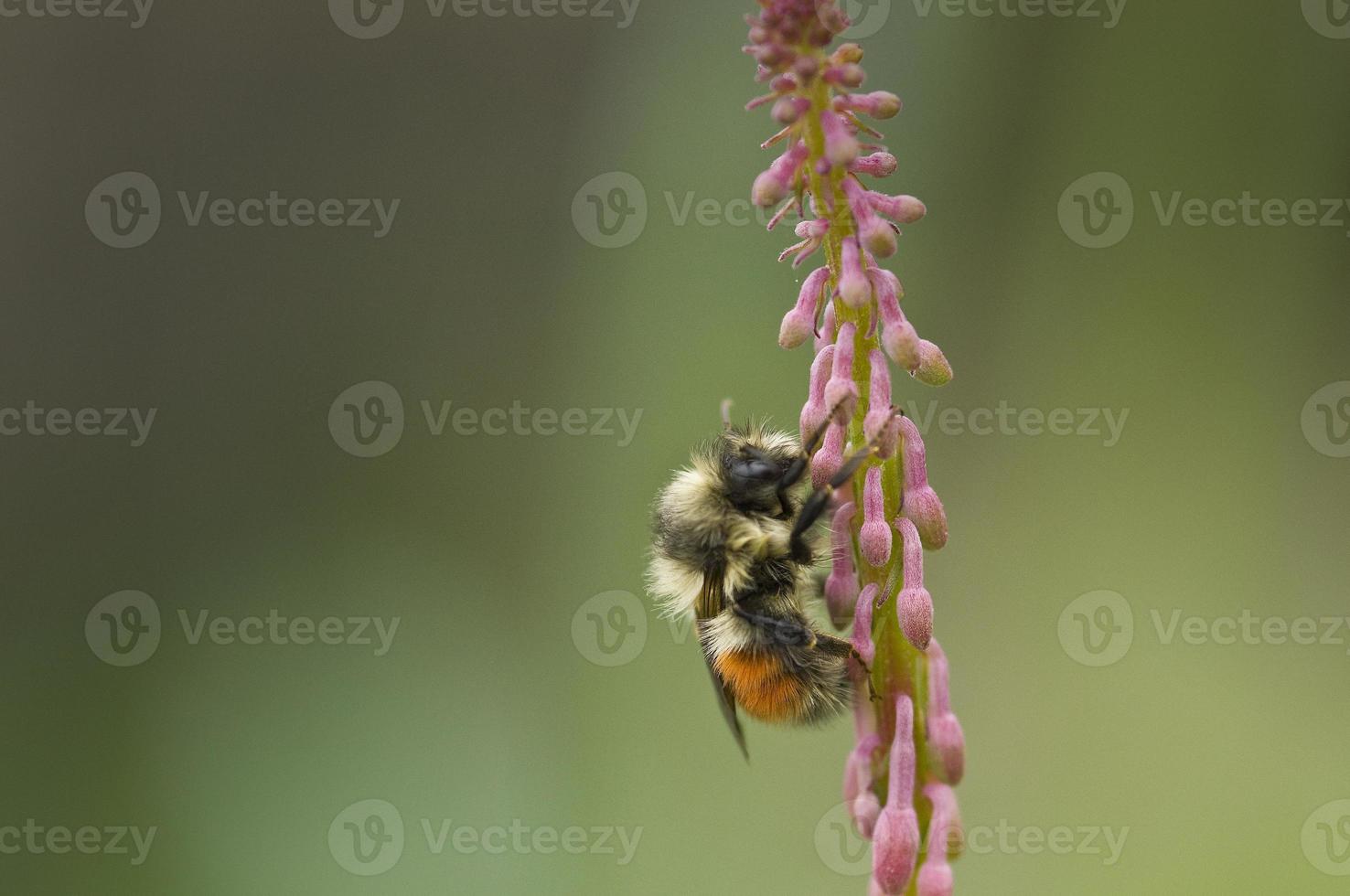 abelha em fireweed em uma baía de geleira foto