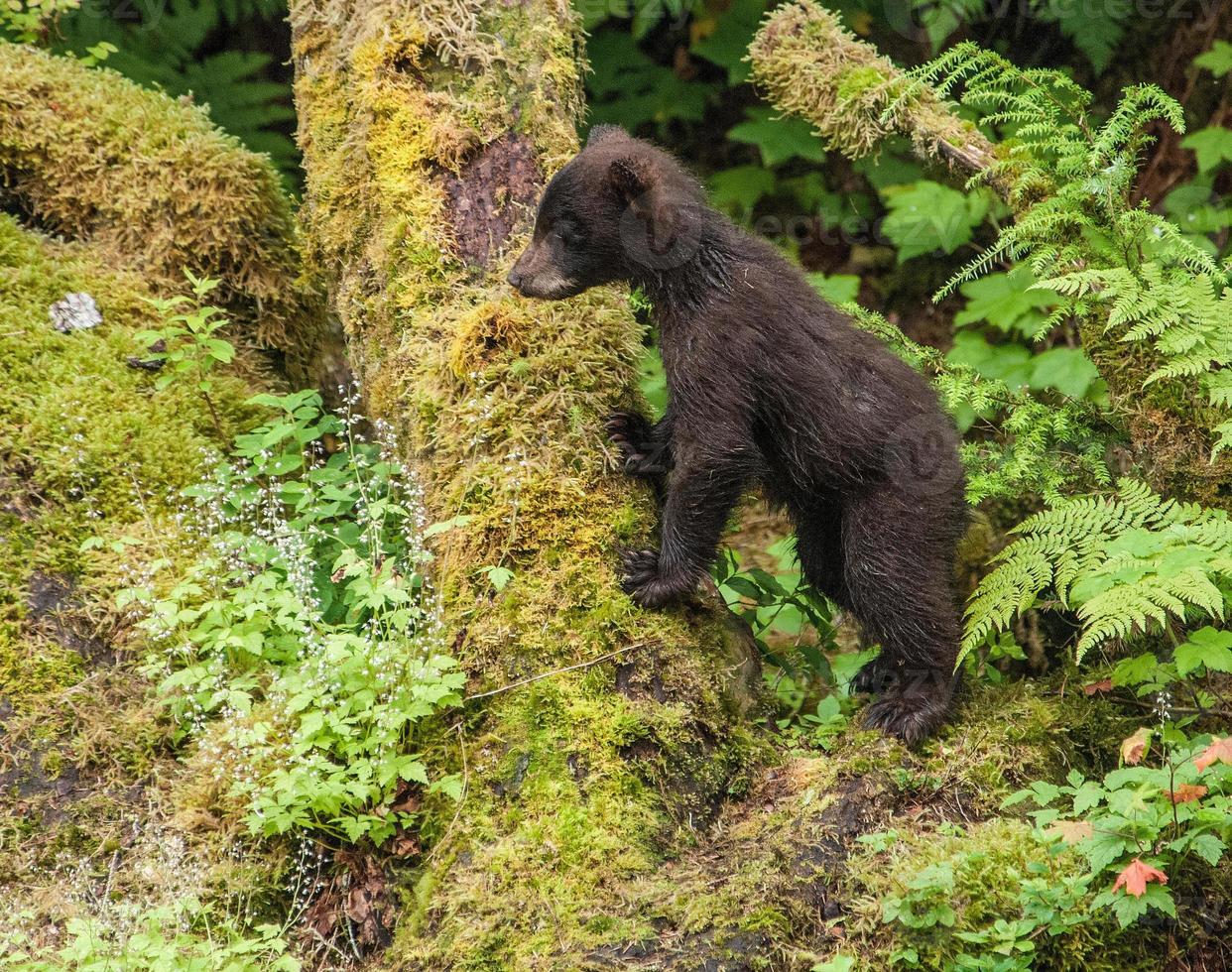 filhote de urso preto em anan Creek foto