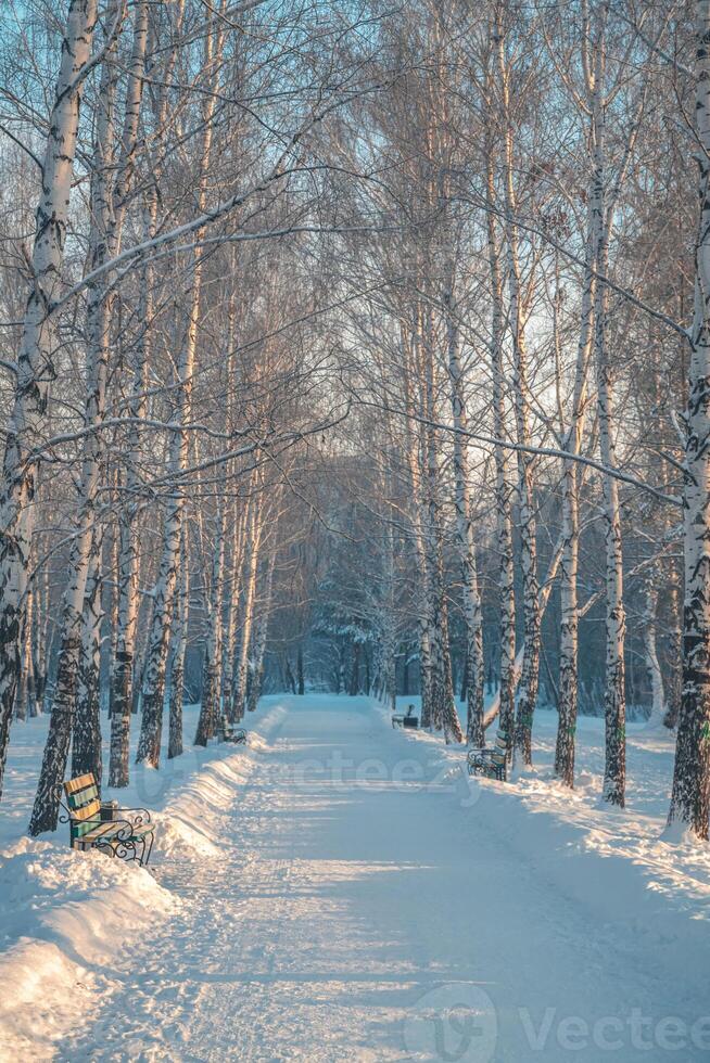 coberto de neve beco dentro a parque dentro inverno foto