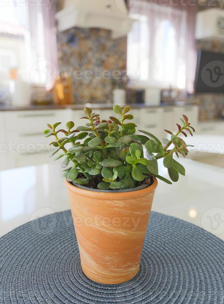 planta suculenta em uma panela de barro foto