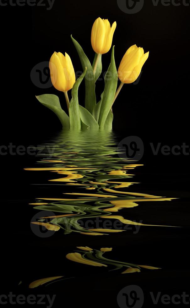 três tulipas amarelas com reflexo de água foto