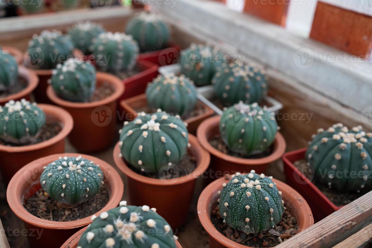 pequeno cacto em estufa para venda foto