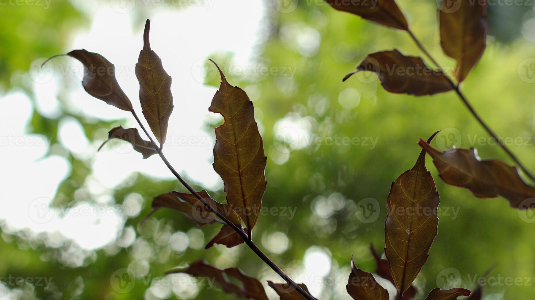 fechar acima do seco folha em árvore foto